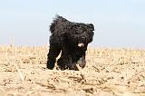 BOUVIER DES FLANDRES 151